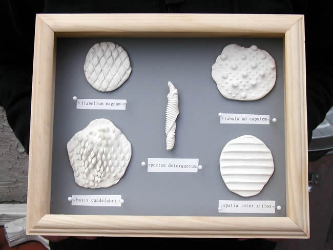 Strange textures of everyday things are pressed into plastic modeling clay, labeled in Latin and presented behind glass in a shadowbox.